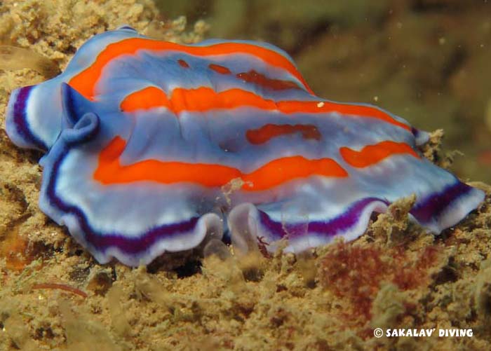 fauna endemism in Madagascar